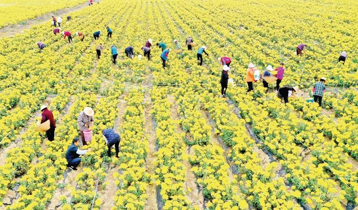 农民在金安区马头镇孙长郢村采摘金丝皇菊。