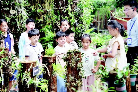 探秘仙草石斛感受中医文化